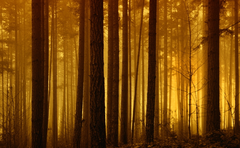evergreen tree, Forests, tranquil scene, Glow, woodland, dense, Mist, foggy, non-urban scene, no people, Trunk, depth, tranquility, straight, Nature, pine tree
