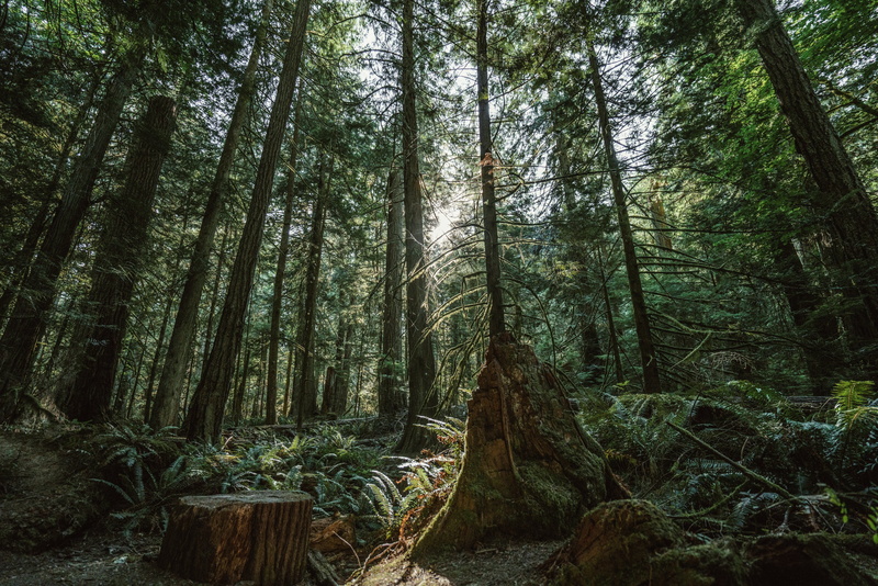 tree trunk, bamboo grove, photo, low angle view, no people, bamboo - plant, tree, woodland, nature, Nature and Landscapes, dense, green color, day, rainforest