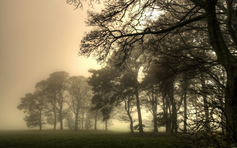 outdoors, spooky, beauty In Nature, dusk, tranquil Scene, weather, landscape, mystery, no People, woodland, backgrounds, sunset, sky, light - Natural Phenomenon