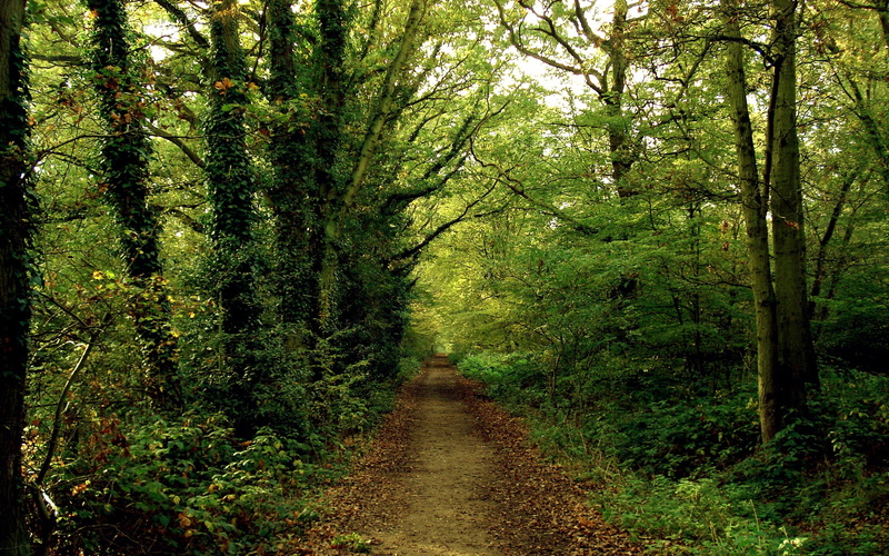 wood, green, non-Urban Scene, light - Natural Phenomenon, sunlight, walking, lush Foliage, landscape, foliage, hiking, lot, the way forward, footpath, diminishing perspective