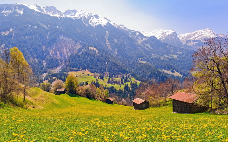 forest, houses, landscape, green, blue, dense, snow, mountain, peaks, wooden, 2K, desktop, pine, hd, meadow