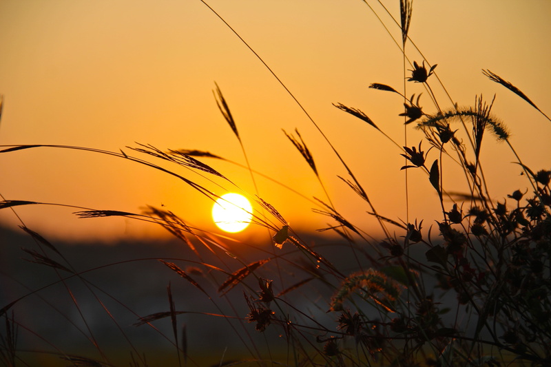 photo, autumn  leaf, sunlight, sunrise - Dawn, dusk, China, summer, grass, Hunan, close up, Sunset, 5K, nature, sun, village, outdoors, close, plant