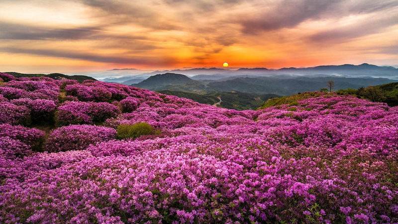 asia, freshness, tranquil scene, no people, plant, landscape photography, beauty in nature, flower field, pingxiang, mountain, flower head, springtime