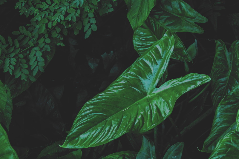 beauty in nature, sonargaon, green, close-up, leaves, green color, leaf vein, freshness, leaf, outdoors, nature, no people, plant part, tranquility, plant