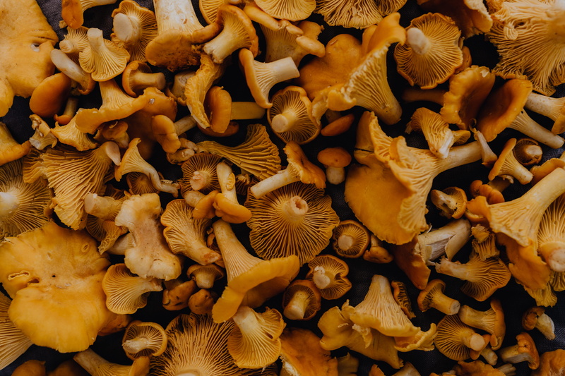 no people, chantarelle, backgrounds, fungus, wellbeing, abundance, yellow mushrooms, brown, 4K, dry, mushroom, food and drink, Edible Mushroom, autumn