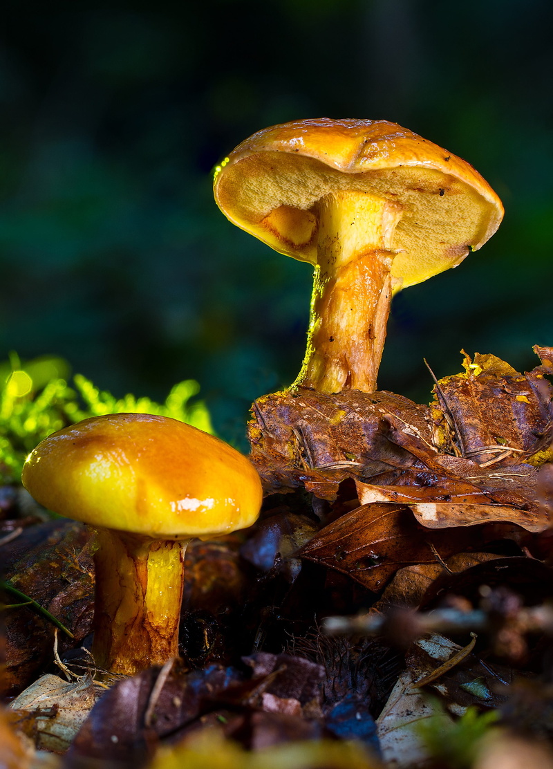 2K, toadstool, freshness, yellow, food, nature, edible mushroom, fungus, fly agaric mushroom, close-up, no people, land, poisonous, golden lärchenröhrling
