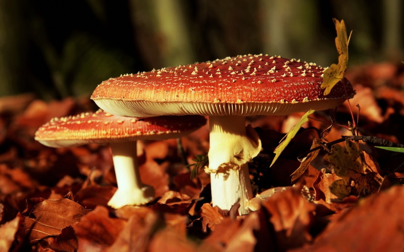 land, plant, mushrooms, food, outdoors, day, vegetable, white, nature, 1080P, beauty in nature, toadstool, fly agaric mushroom, edible mushroom, close-up
