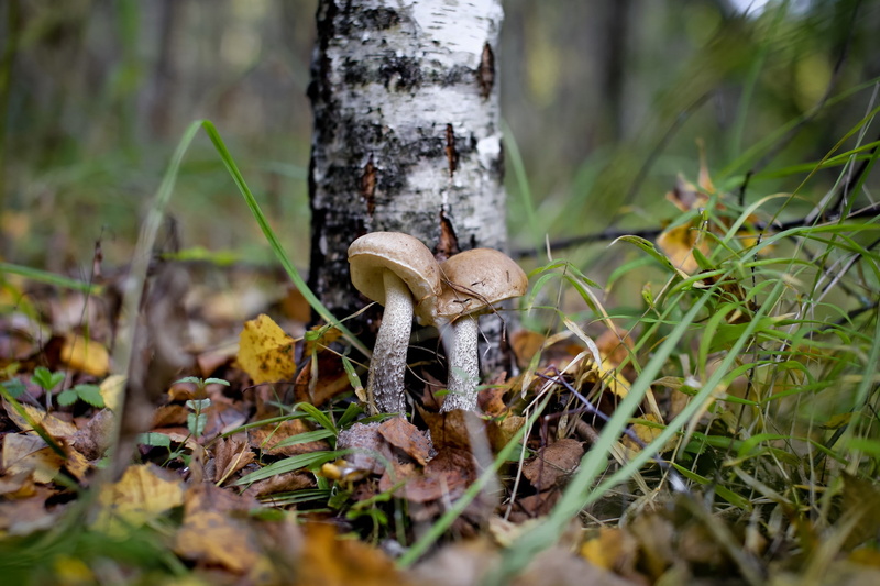 day, forest, tree trunk, field, mushroom, food, close-up, plant, nature, vegetable, 2K, tree, land, fungus, grass, outdoors, selective focus, trunk, toadstool