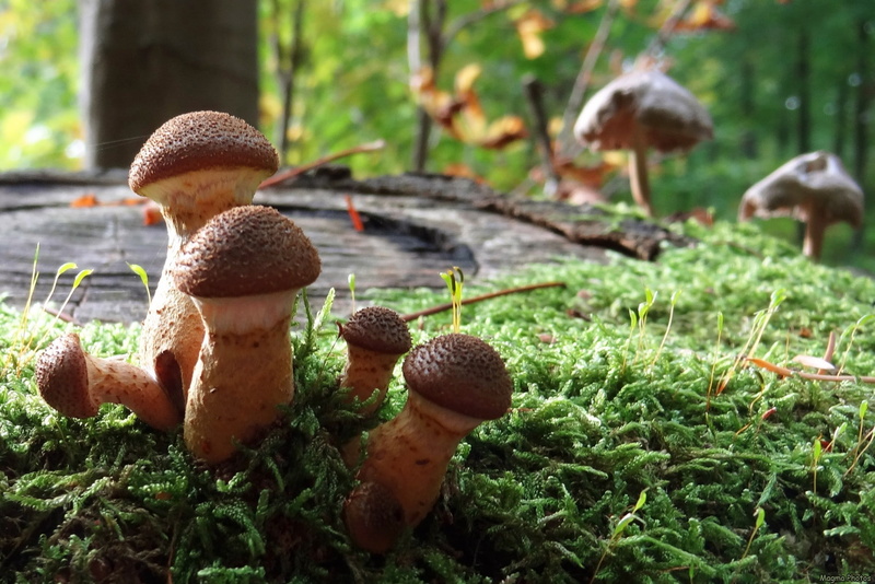tree, nature, fungus, selective focus, day, edible mushroom, vegetable, green color, food, land, focus on foreground, growth, close-up, plant, 720P, toadstool