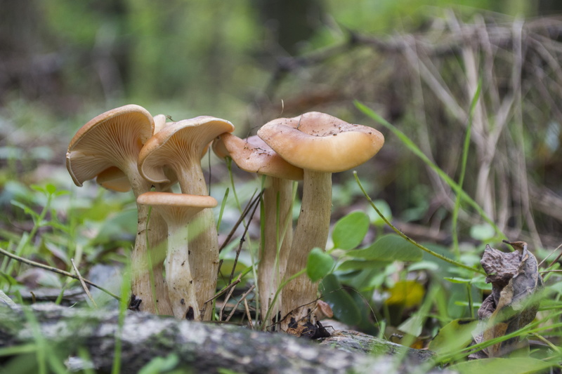 4K, nature, plant, macro, surface level, toadstool, land, outdoors, vulnerability, close-up, selective focus, field, no people, mushroom, vegetable, food