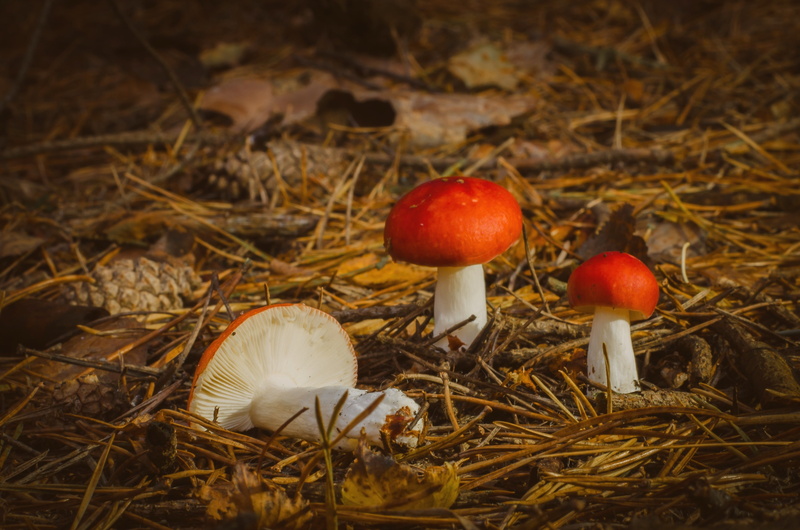 no people, selective focus, toadstool, day, fly agaric mushroom, growth, mushroom, freshness, food, land, outdoors, vegetable, nature, food and drink, close-up