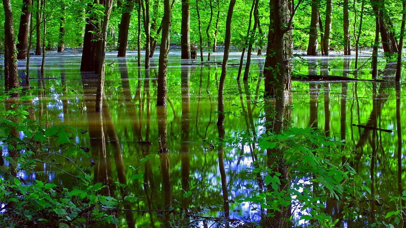 green, bayou, swamp, tree, bamboo - plant, tranquil scene, scenics - nature, water, forest, vegetation, 1080P, lake, nature, day, non-urban scene, riparian forest