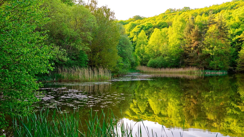nature, waterway, water, summer nature, summer, riparian forest, riparian zone, bank, green forest, forest, lake, reflection, wetland, green leaves, 4K