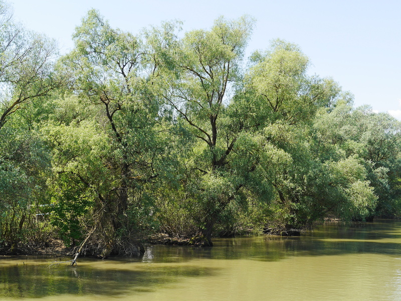 danube, fauna, no people, water, scenics - nature, tranquility, Riparian Zone, black sea, heritage, forest, waterfront, water running, 4K, romania, south east europe