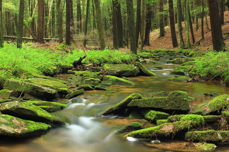 waterfall, understory, Mid State Trail, nature, timelapse, freshness, vegetation, plant, coniferous, riparian, Wilds, forest, undergrowth, river, stream