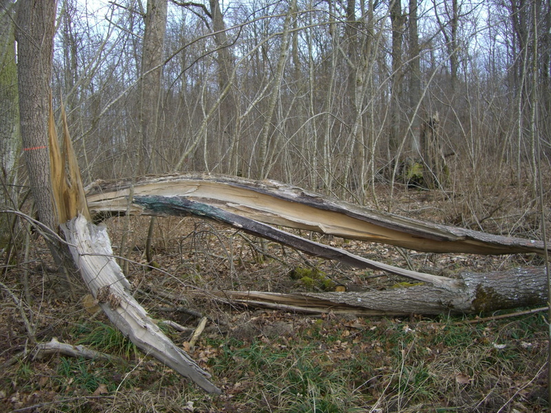 damaged, fragmented, field, white city, tranquility, log, outdoors, beech, torn, storm, abandoned, Riparian Zone, Storm Damage, grass, bavaria, Book, no people