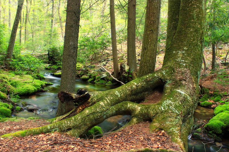 5K, Gap, outdoors, scenics, green Color, spring, State Game Lands, yellow birch, tree, water, woodland, hiking, tree  trunk, Monroe County, surrounded