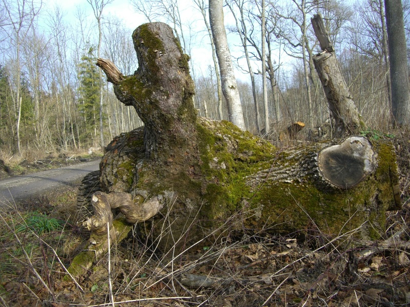 dead plant, riparian zone, tranquil scene, art and craft, white city, bemoost, beauty in nature, moss, forest path, bark, non-urban scene, outdoors, no people