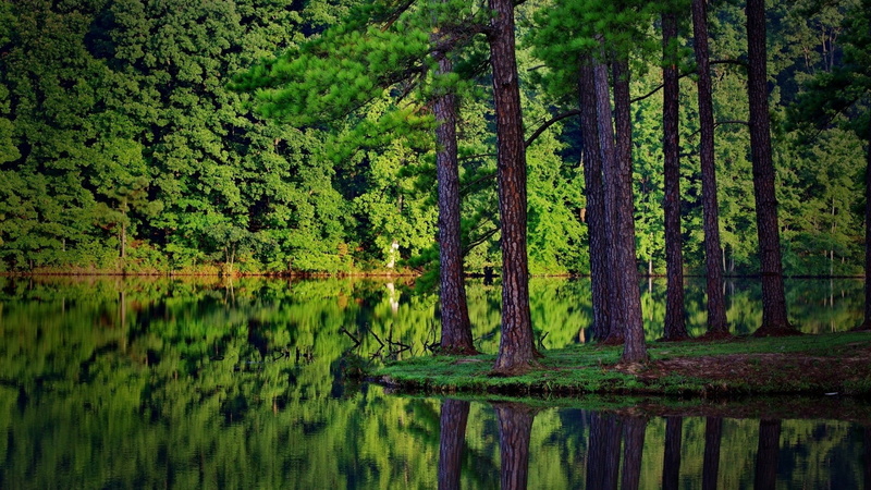 lush foliage, tranquility, woodland, tranquil scene, nature, lake, outdoors, forest, growth, no people, riparian forest, tree, land, water, green, scenics - nature
