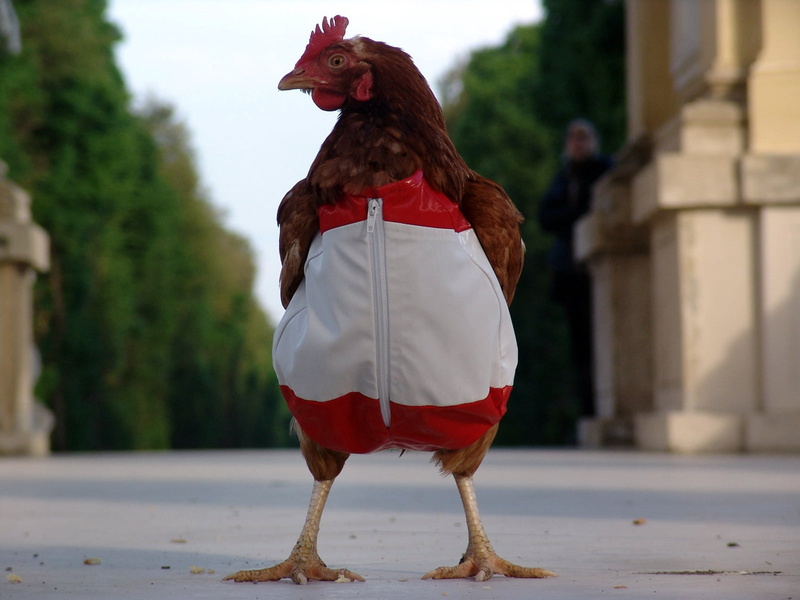 rooster, red, feather, 720P, chicken, cockerel, nature, animal, costume, street, outdoors, farm, brown, legs, rural Scene, bird, agriculture, chicken - Bird