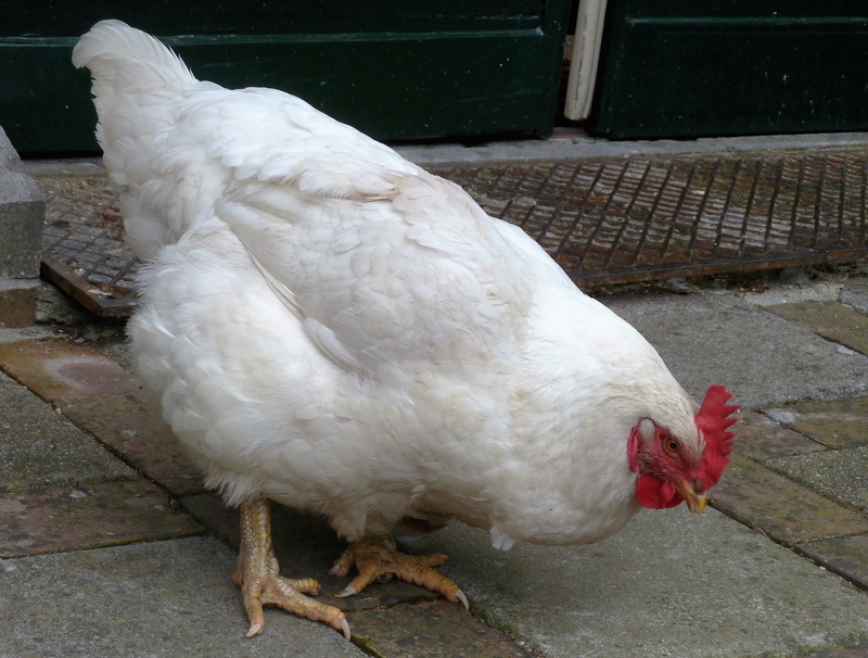 full length, chicken - bird, white color, livestock, one animal, pets, legs, Feathers, vertebrate, domestic animals, Legs, animal themes, Animal, bird