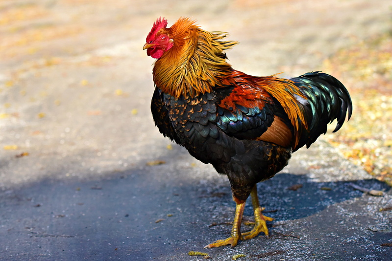 domestic animals, livestock, one animal, side view, cockscomb, animal themes, cock, focus on foreground, pets, domestic, wattle, animal, 4K, mammal, nature