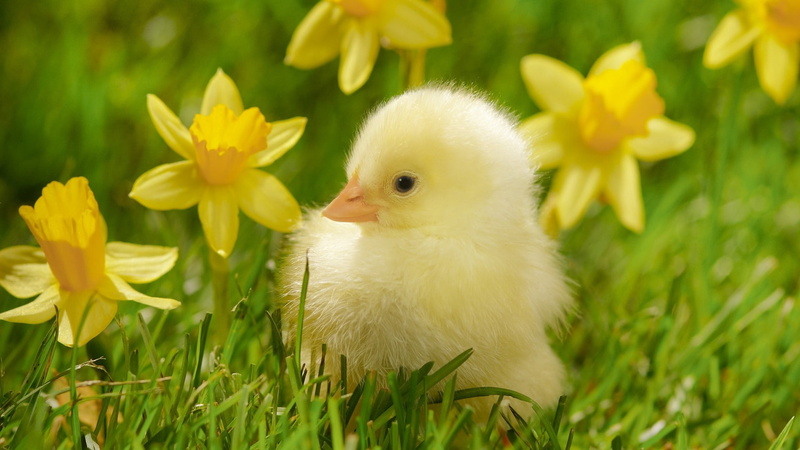 one animal, chicken - Bird, bird, flower, livestock, beak, newborn Animal, fluffy, animal, chick, meadow, nature, no People, poultry, green Color, chicken