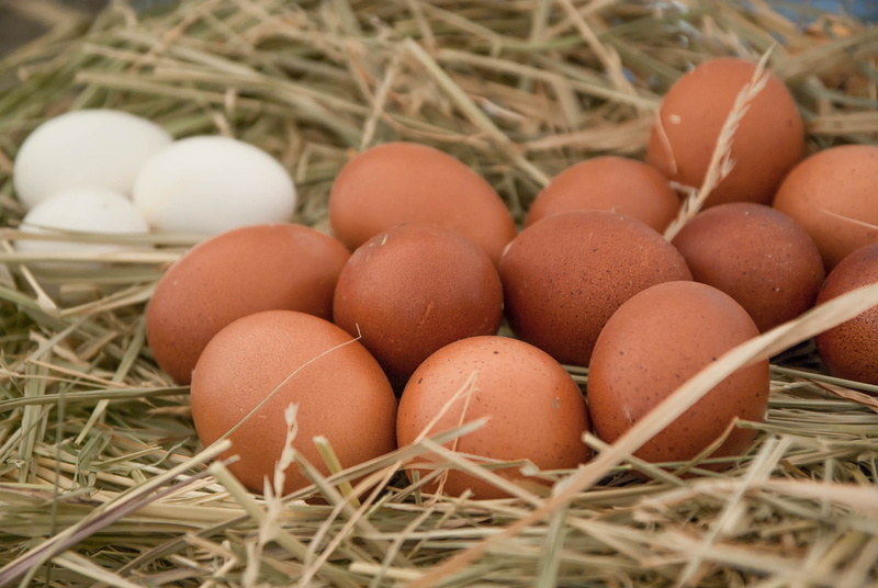 animal egg, no people, healthy eating, close-up, vulnerability, food, hen, poultry, hay, egg, brown, freshness, farm, eggs, plant, animal nest, nature