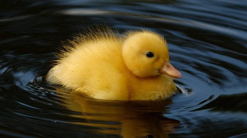 animal wildlife, close-up, poultry, young animal, no people, duckling, animal, lake, water, animals in the wild, baby, vertebrate, young bird, bird, 1080P
