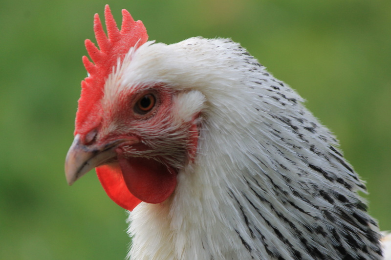 face, day, beak, domestic animals, no people, animal head, vertebrate, poultry, white, close-up, livestock, profile view, mammal, chicken, head, fowl, bird