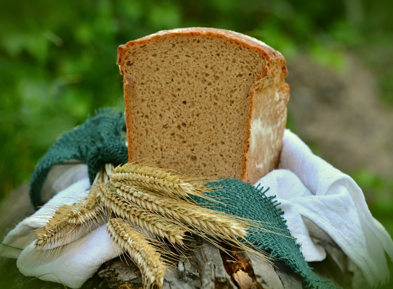 staple food, green color, animals in the wild, vertebrate, close-up, barley, bake bread, one animal, day, craft, focus on foreground, 4K, top, white, baked goods