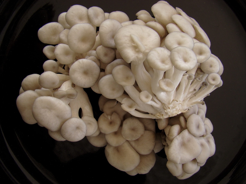 shimeji, vulnerability, vegetable, white mushroom, growth, fungus, freshness, white color, food and drink, gastronomy, 2K, fragility, large group of objects