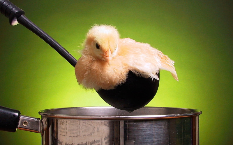 chick, chicken, animal, cute, no People, pets, close-up, focus on foreground, funny, flower pot, baby chicken, 1080P, domestic animals, yellow, bird, pot