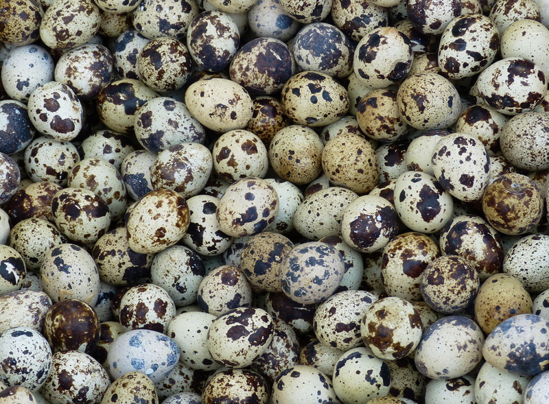 2K, large group of objects, close-up, abundance, quail eggs, egg, animal, freshness, farmers local market, food and drink, oval, quail, wellbeing, no people