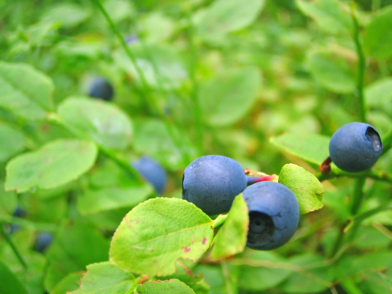 dietetic, wellbeing, tree, growing, fresh, bilberry, botany, food, focus, northern, north, photography, berries, august, leaf, organic, green, botanical