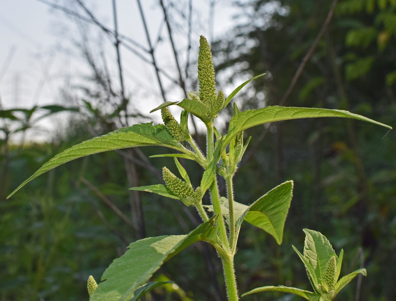 medicinal, food, tree, close-up, outdoors, day, growth, seed, sunlight, green color, plant part, land, amaranth, nature, plant, plant stem, tranquility