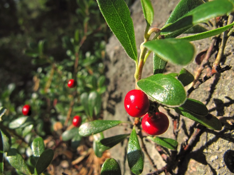 red whortleberry, sunny, photography, summer, sunlit, fleshy, red, healthy eating, growing, leaf, wellbeing, cowberry, fruit, fine weather, beaverberry