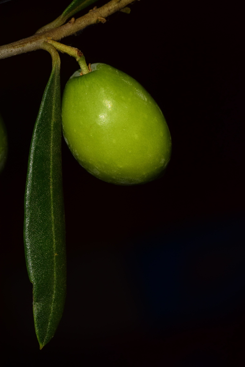 ripe, 5K, cook, frisch, fresh olive, raw food, indoors, healthy, freshness, food and drink, nocellara, single object, food, black background, plant, studio shot