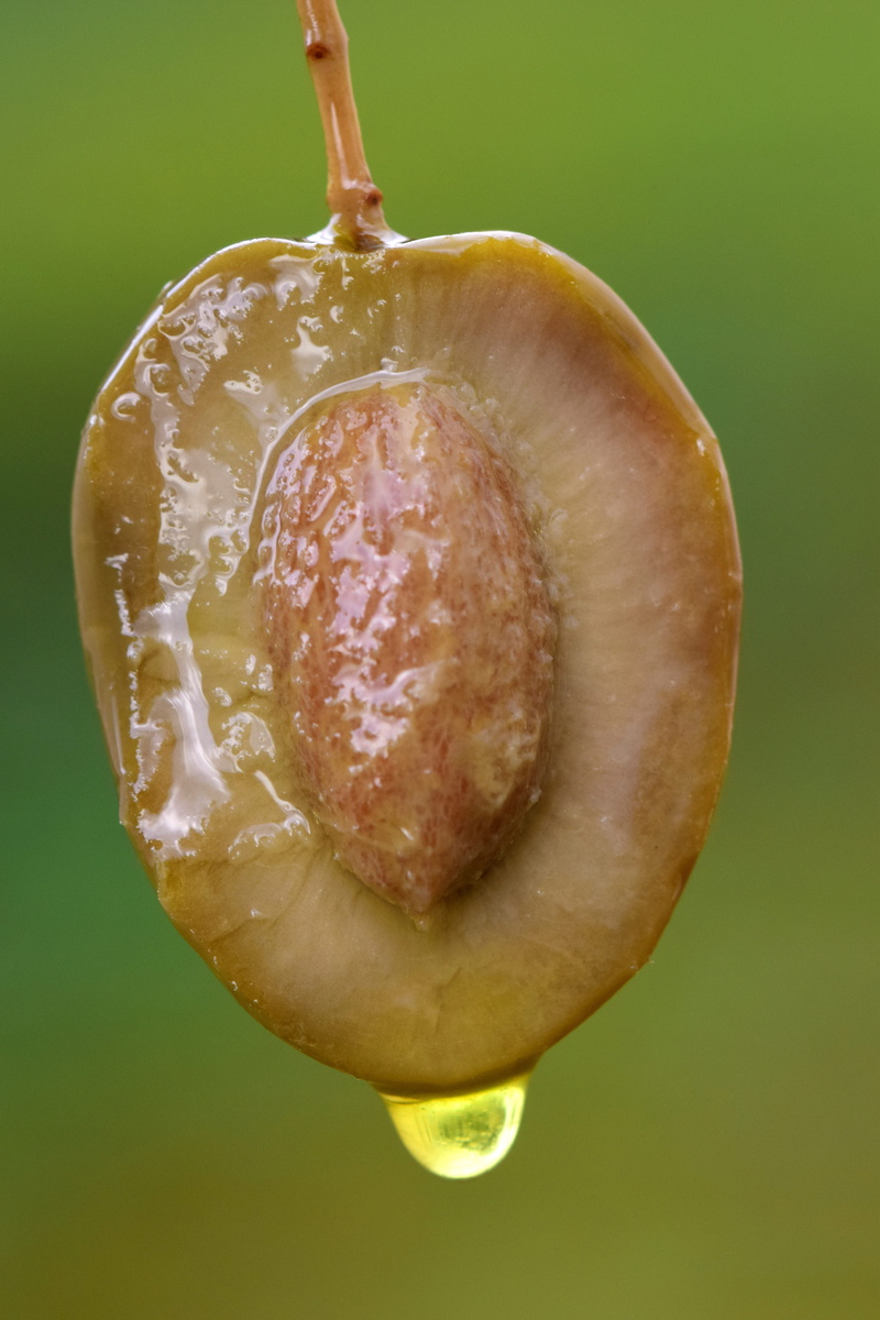 wellbeing, cut in half, directly above, nature, olive core, green background, 5K, ripe, healthy eating, olive oil, colored background, close-up, tasteful