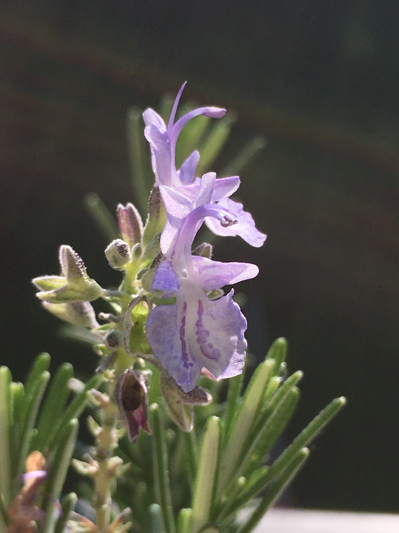 herbs, growth, close up of rosemary, plant stem, purple, petal, fragrant, mediterranean, springtime, culinary herbs, beauty in nature, leaf, medicinal plant