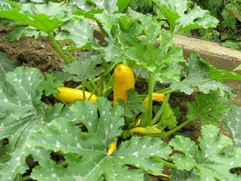 plant part, flower, zucchini plant, yellow, nature, cook, freshness, animals in the wild, zucchetti, day, cucurbita pepo, animal wildlife, food, green color