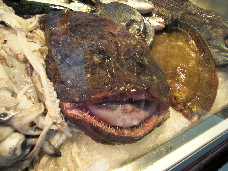 frisch, retail, no people, for sale, fish, market, monkfish, sale, animal, vertebrate, freshness, ugly, food, fish market, seafood, wellbeing, healthy eating