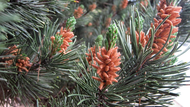 fir tree, plant part, pine tree, coniferous tree, growth, branch, day, 2K, beauty in nature, healthy, leaf, nature, green color, pinaceae, pine cone, pine pollen