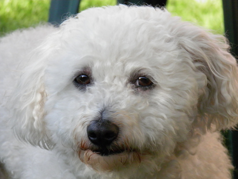 bolognese, domestic, portrait, hair, pet, animal, mammal, purebred Dog, poodle, vertebrate, dog, curly fur, cute, close-up, animal head, 4K, looking at camera