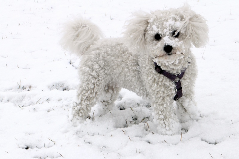 domestic animals, field, emotion, small dog, animal, white, white color, dog, bolognese, day, purebred Dog, canine, winter, vertebrate, outdoors, pets