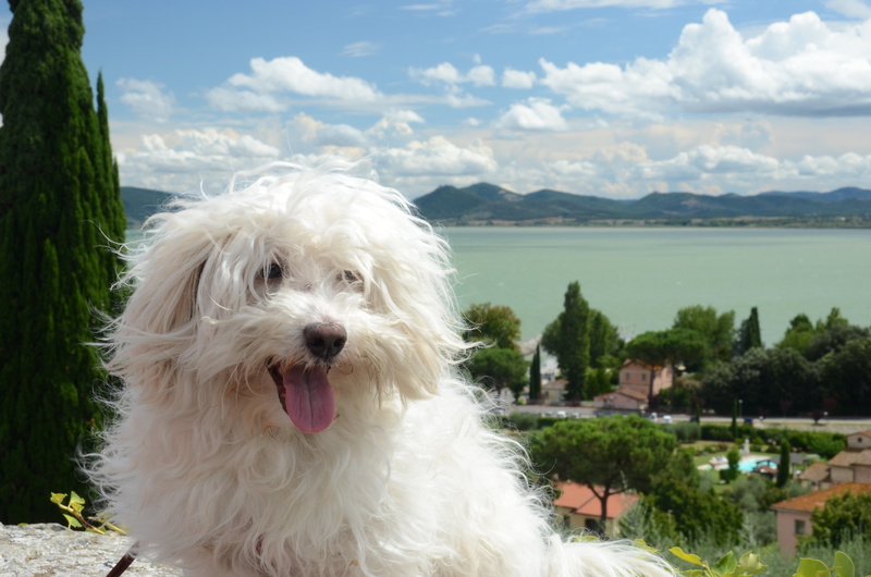 no people, view, lake, canine, looking at camera, water, pets, white, domestic animals, focus on foreground, vertebrate, west highland white terrier, bologna