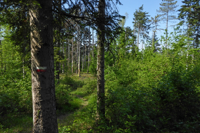trunk, trail, forest, woodland, tranquil scene, plant, 4K, green color, growth, scenics - nature, no people, tranquility, tree, lush foliage, day, beauty in nature