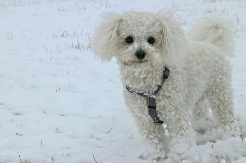White, domestic animals, white color, mammal, day, covered, area, bichon frise, bichon, cold temperature, animal themes, small, vertebrate, adult, snowing