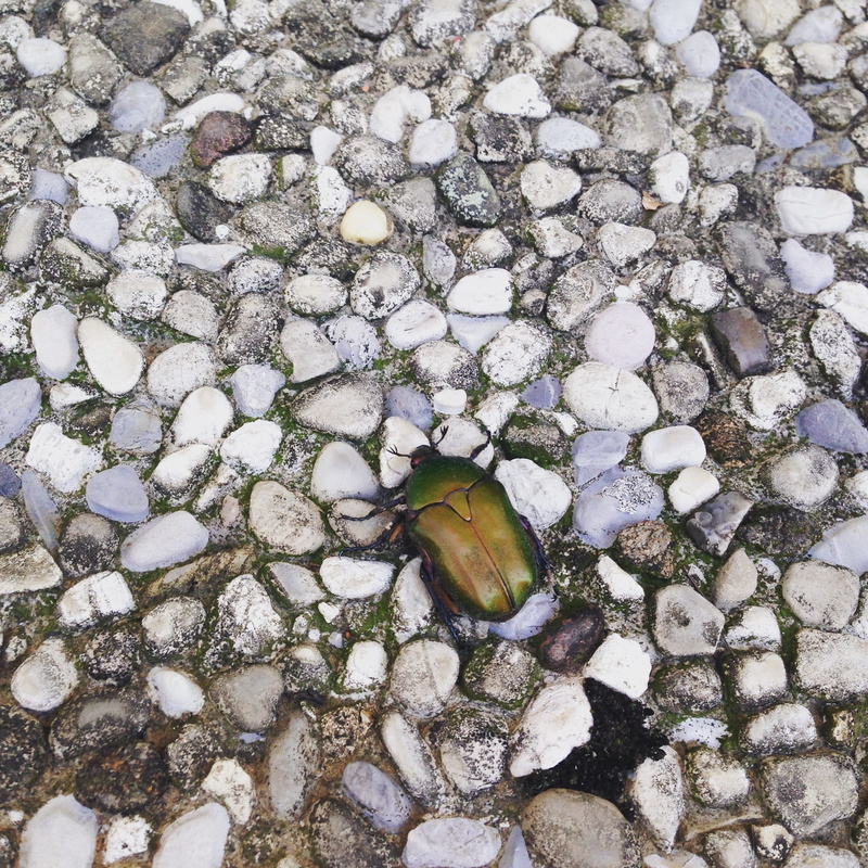 scrabble, outdoors, italy, scarabeo, rock, solid, 1080P, invertebrate, pebble, stone - object, animal, high angle view, insect, animals in the wild, one animal