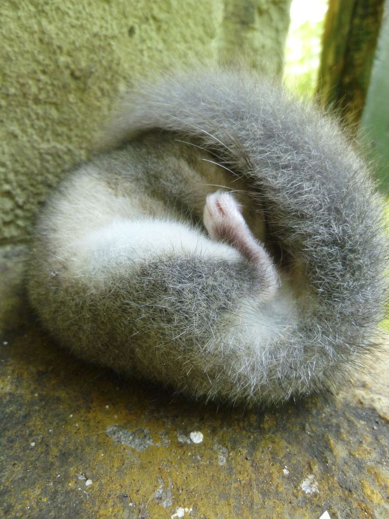 sleep, furry, animal wildlife, paw, sweet, edible dormouse, whisker, cat, domestic animals, resting, cuddly, domestic cat, 4K, animal themes, animal body part